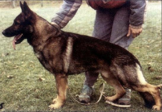 Marc vom Herkulesblick | German Shepherd Dog 