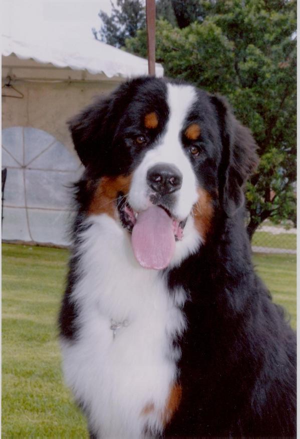 Janko Van de Knuffelberg | Bernese Mountain Dog 