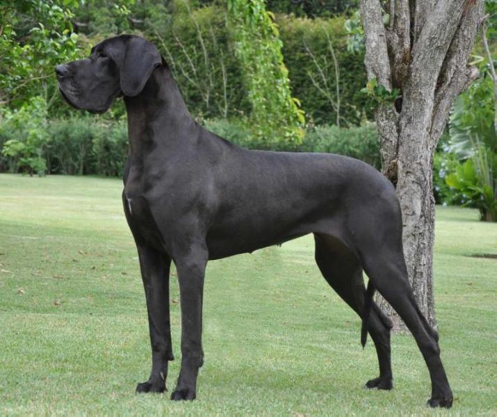 Favorite des Terres de La Rairie | Great Dane 