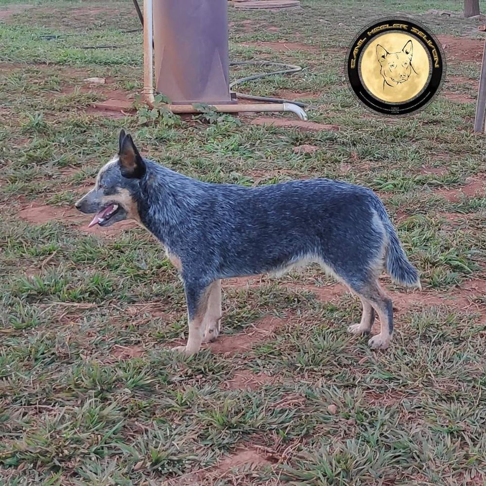 PRENDA OF HEELER'S SELIVON | Australian Cattle Dog 