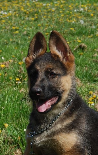 SAMBA  Weidle Garten | German Shepherd Dog 
