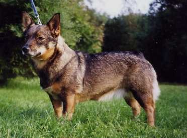 Tridents Ragni | Swedish Vallhund 