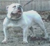 Rio Bravo's Sugar | Olde English Bulldogge 