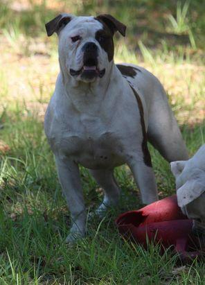 Bingham's Seal the Deal | American Bulldog 