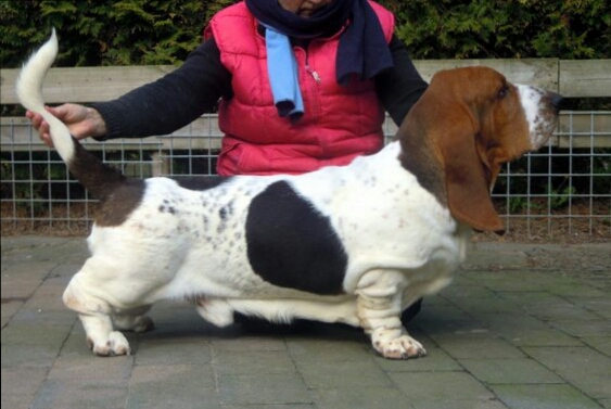 NewDown bassets Manolito | Basset Hound 