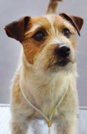 PABLO Z HERBU SAPALY | Jack Russell Terrier 