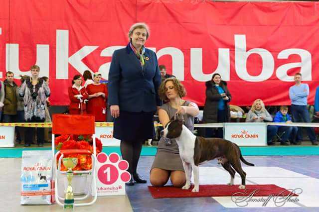 MATRIX FROM PROZAK | American Staffordshire Terrier 