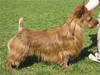Wild West Regency Red Devil | Australian Terrier 