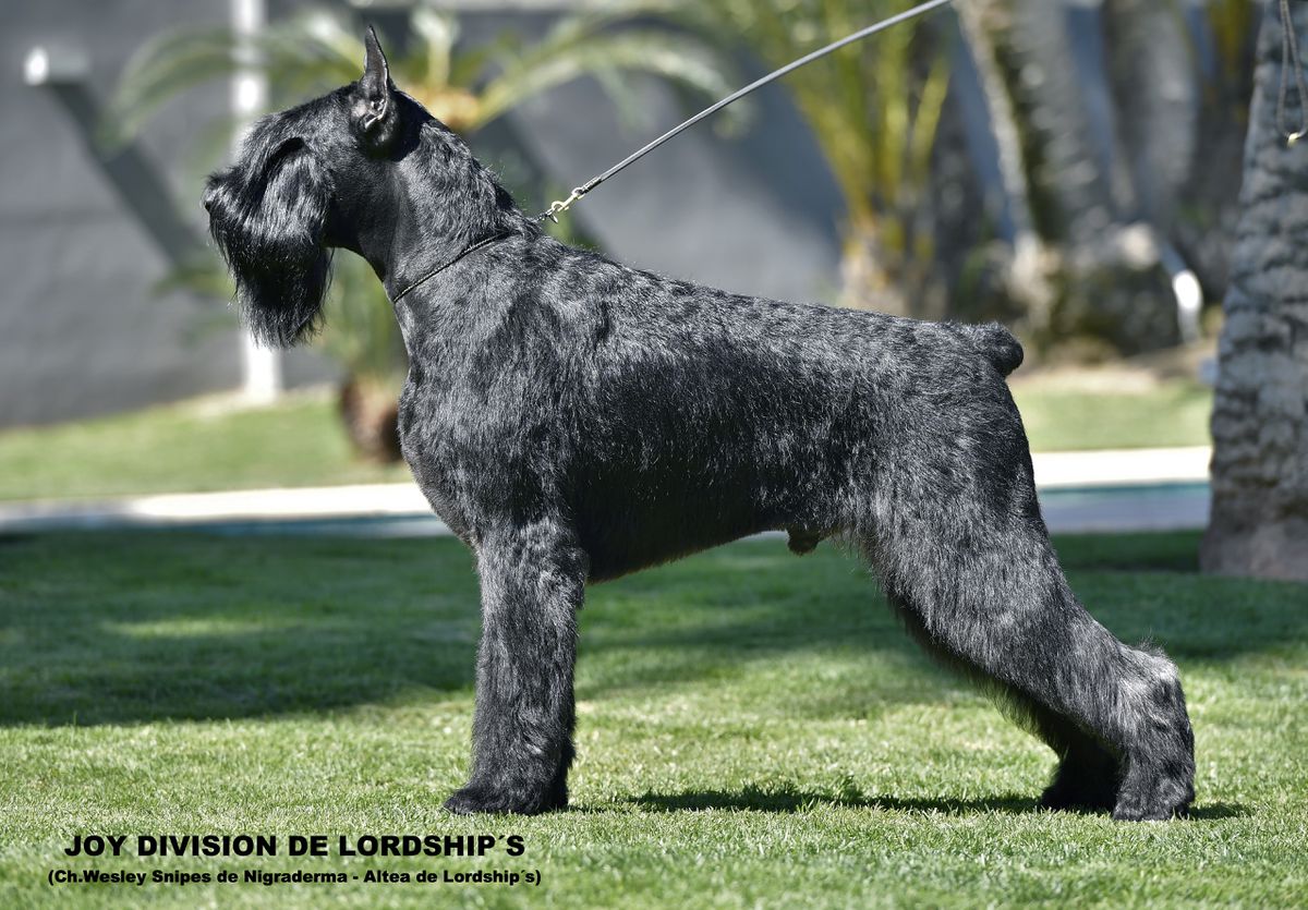 JOYD DIVISION DE LORDSHIP'S | Giant Schnauzer 