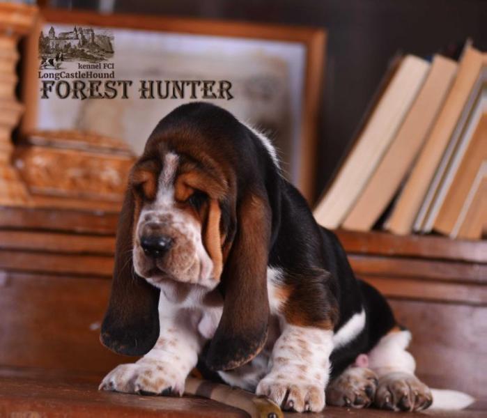 Forest Hunter Long ?astle ?ound | Basset Hound 