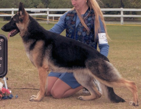 Salmarson's Perrydise Tonight | German Shepherd Dog 