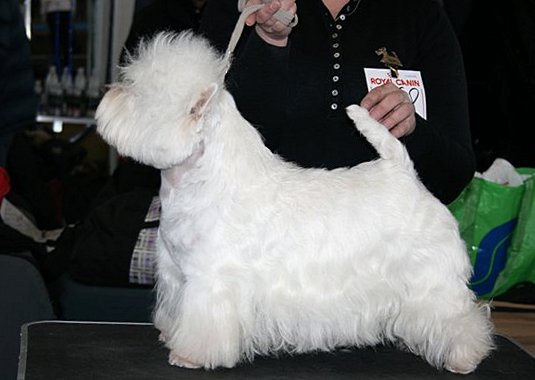 Laki Straik Super Agent | West Highland White Terrier 