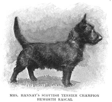 Heworth Rascal | Scottish Terrier 