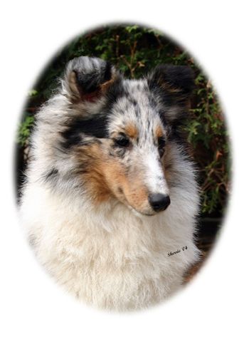 C-Mar N Dotted Swiss | Shetland Sheepdog 