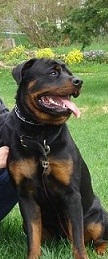 Mason Von Sentinel | Rottweiler 