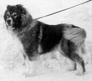 Egeytesh Iz Stolitsy Sibiri | Caucasian Mountain Dog 