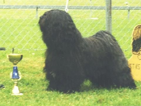 KARAMAIN JIGME WANGTHANG | Tibetan Terrier 