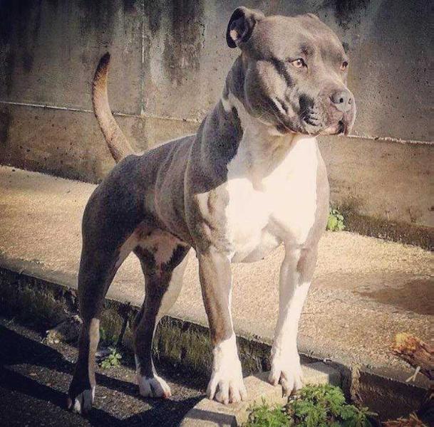 RBS KIMERA | American Staffordshire Terrier 