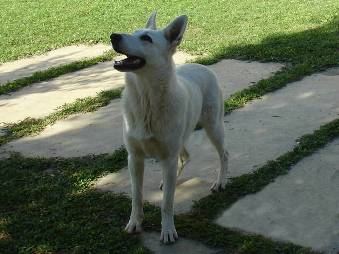 Babaloo Princess of Scatle | White Swiss Shepherd Dog 