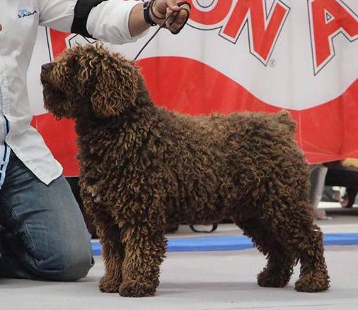 Catuai de Aronagua | Spanish Water Dog 