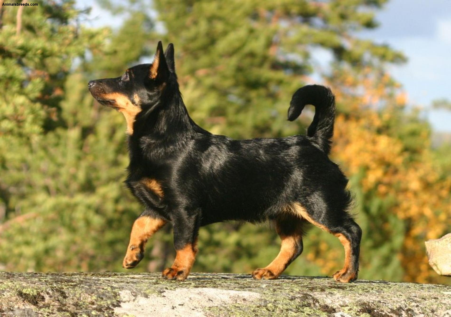 Lancashire Heeler