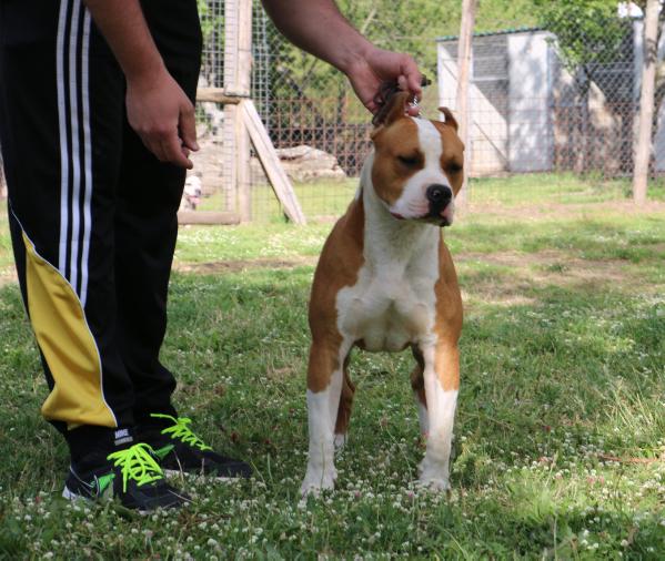Karballido Staff X-Duff Ruby In Paradise | American Staffordshire Terrier 