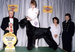 Skansen's Twenty Twenty | Giant Schnauzer 