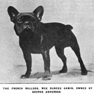 Wee Dundee Gamin | French Bulldog 