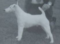 Bannside Oh Brother | Smooth Fox Terrier 