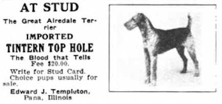 Tintern Top Hole 218119 | Airedale Terrier 