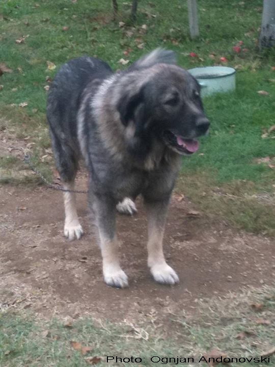 Atos Zlatni Štit | Yugoslavian Shepherd Dog-Sarplaninac 