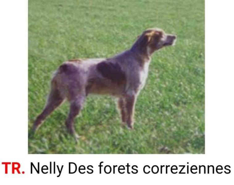 NELLY des Forets Correziennes | Brittany 