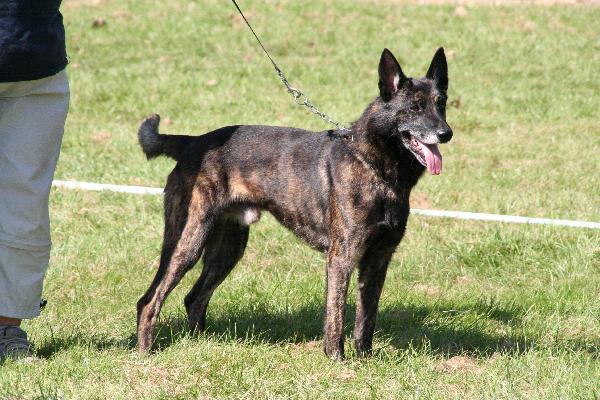 Van helsing of saint john's | Dutch Shepherd 