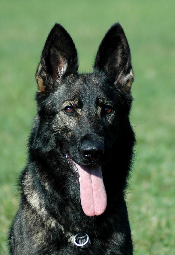 Elyscha z Jukasu | German Shepherd Dog 