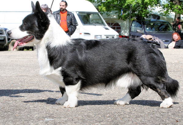 Pirtek CANZONE D'MARE | Cardigan Welsh Corgi 