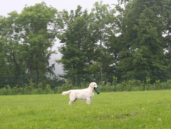 Final Element Host Of Angels | Golden Retriever 