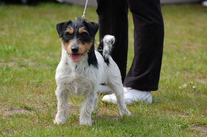 BIANOLLA Fidogs | Jack Russell Terrier 