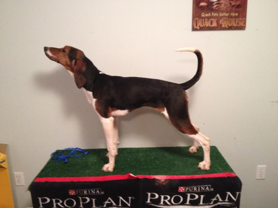 'PR' Tree Blazin' Destin To Dream | Treeing Walker Coonhound 