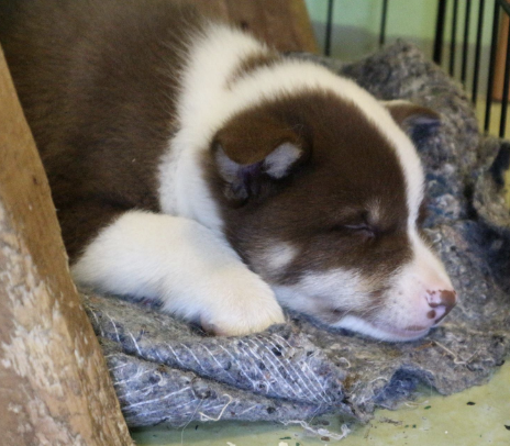 Snjófells Hengill | Icelandic Sheepdog 