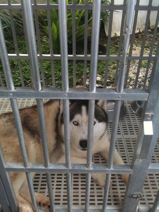 Bradley of Majestic Land | Siberian Husky 