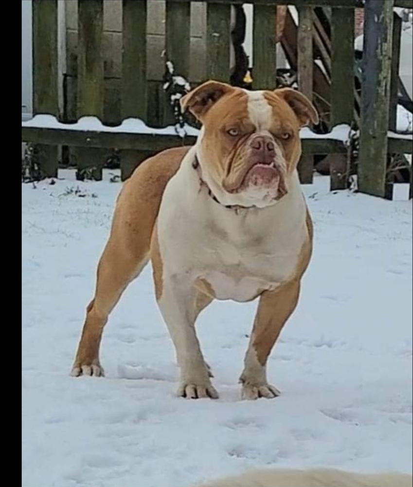 Taylormade's Cinnamon stixxx | Olde English Bulldogge 