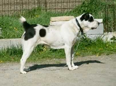 Boni | Central Asian Shepherd Dog 
