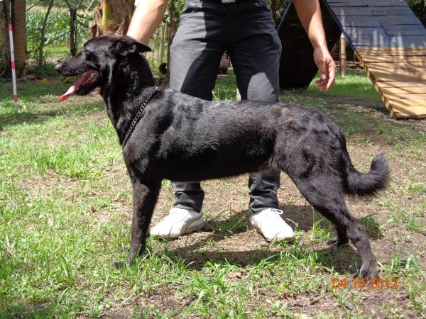 ARAN ZION OF ZEPH | Dutch Shepherd 