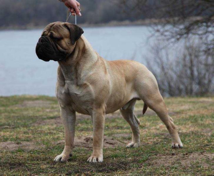 Torres Is Tamsos | Bullmastiff 