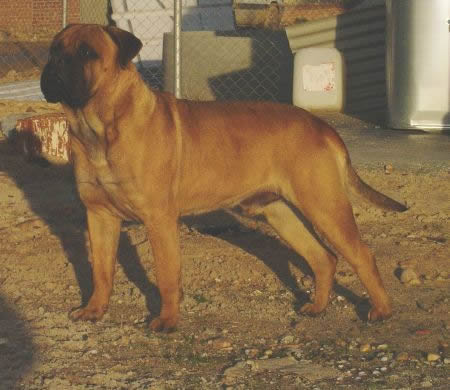 Tras la luna nicolas y punto | Bullmastiff 