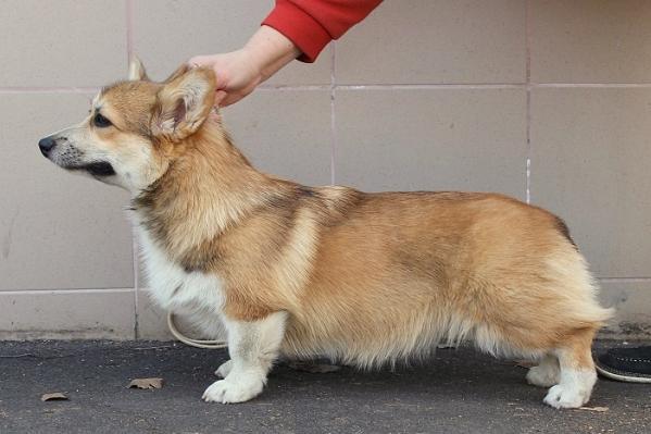 SAFEERA iz Ksaro Chestnayia Igra | Pembroke Welsh Corgi 