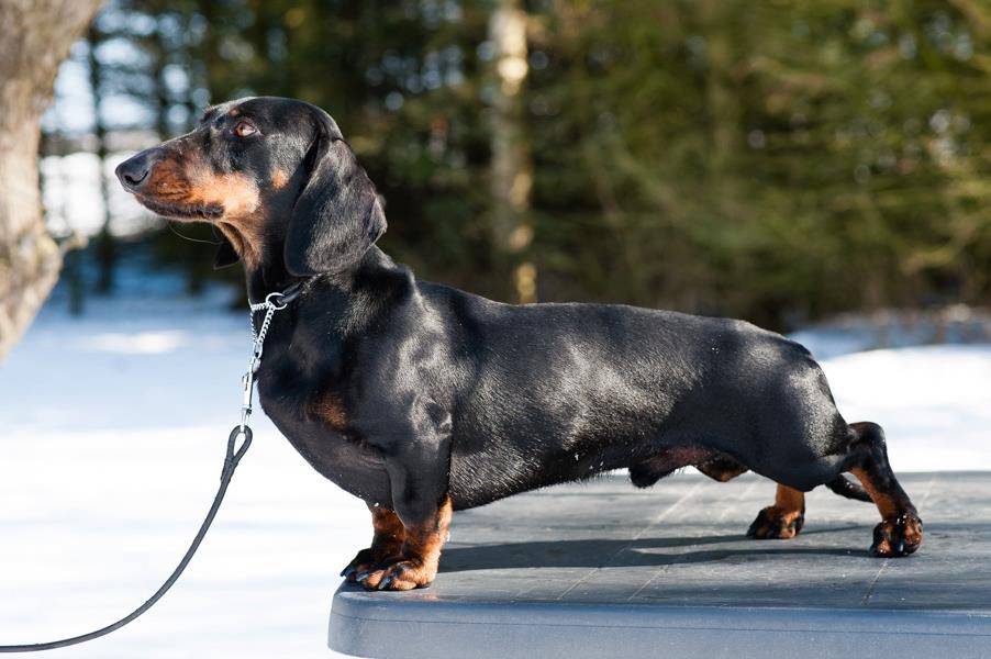 Callistus Brahma Meru von der Rautmannshöhe | Dachshund 