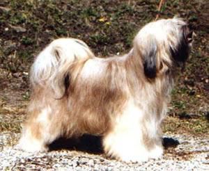 ABSO SENG KYE'S F-NA-RA | Tibetan Terrier 