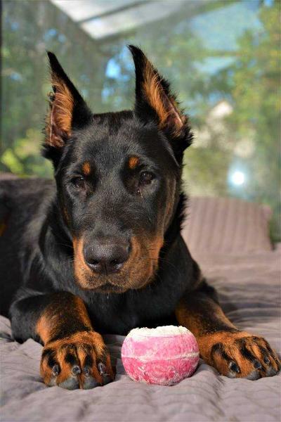 Imperator´s Legacy Happy Hour | Beauceron 