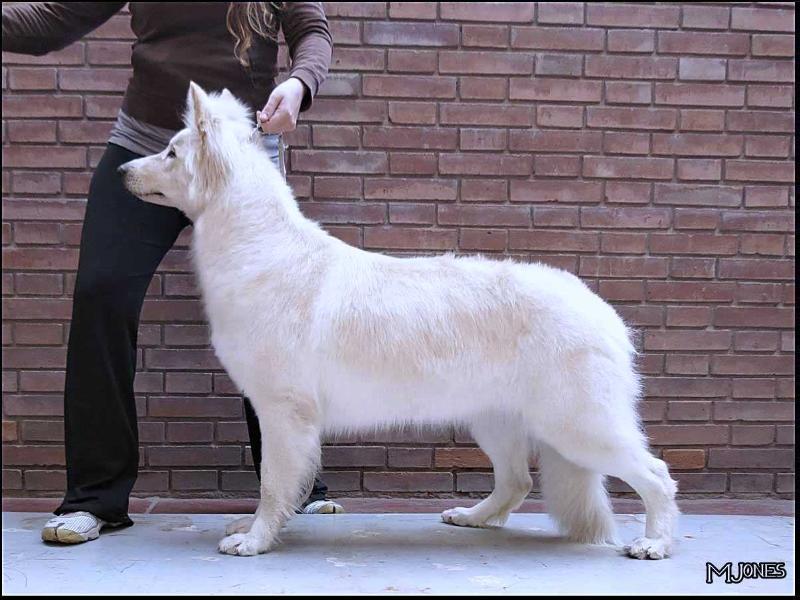 Zurich Atara (Mountain Wolves) | White Swiss Shepherd Dog 